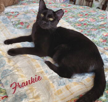 Rescue Bombay and Domestic Short Hair Cats for Adoption in Houston, Texas - Frankie #bonded-to-Sweet-Peach | PetCurious