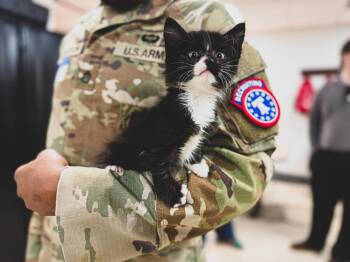 Domestic Medium Hair Cats Available for Adoption in Sartell, Minnesota - Charlie | PetCurious