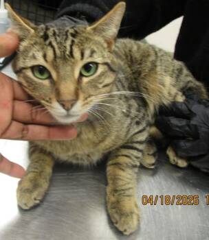 Domestic Short Hair Cats Available for Adoption in Marietta, Georgia - Todd(616) | PetCurious