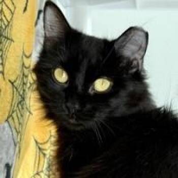 Rescue Domestic Medium Hair Cats for Adoption in Ithaca, New York - Nina | PetCurious