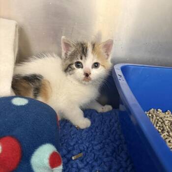 Domestic Short Hair Cats Available for Adoption - 26-08 Katie Taylor | PetCurious