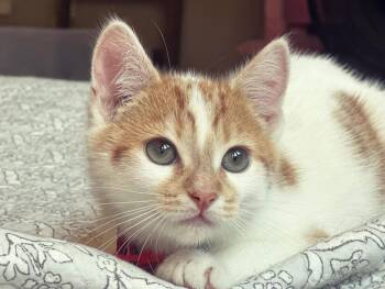 Tatum -  Domestic Short Hair Cat for Adoption in Canton, Massachusetts - Tatum | PetCurious