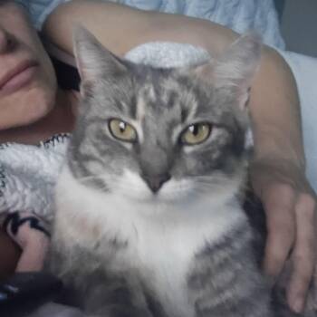 Dilute Tortoiseshell Cats Available for Adoption in Woodbridge Township, New Jersey - Macy | PetCurious
