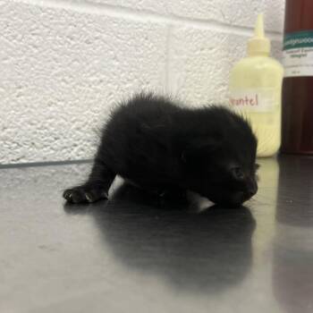 Emmitt E1 -  Domestic Short Hair Cat Available for Adoption in Leander, Texas - Emmitt E1 | PetCurious