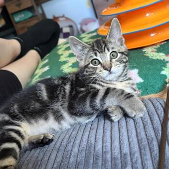 Chaos -  Domestic Short Hair Cat for Adoption in South Burlington, Vermont - Chaos | PetCurious