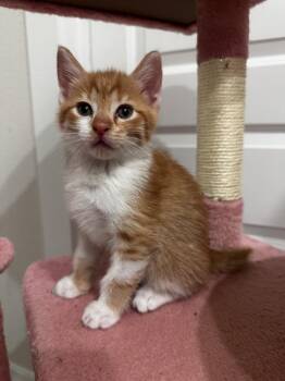 Domestic Short Hair Cats Available for Adoption in Brewster, New York - Harvey | PetCurious