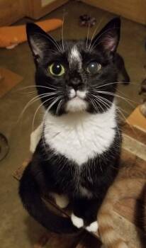 Rescue Domestic Short Hair Cats for Adoption in Ellijay, Georgia - Brownie May | PetCurious