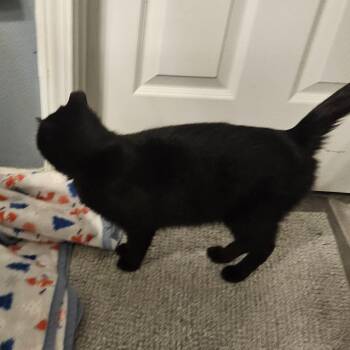 Domestic Short Hair Cats Available for Adoption - Scarlett | PetCurious