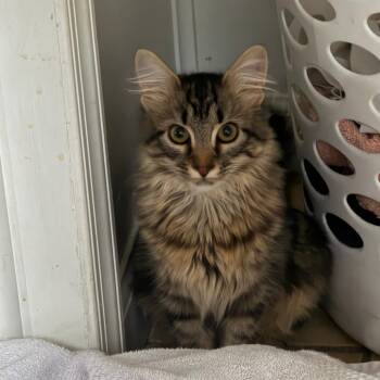 Mae -  Domestic Short Hair Cat for Adoption in Lynchburg, Virginia - Mae | PetCurious