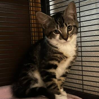 Rescue Domestic Short Hair Cats for Adoption in Hanna City, Illinois - Freddie | PetCurious