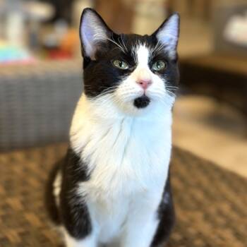 Rescue Domestic Short Hair Cats for Adoption in Durango, Colorado - Belle | PetCurious