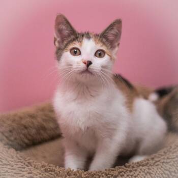 Jazmine -  Domestic Short Hair Cat for Adoption in St. Augustine, Florida - Jazmine | PetCurious