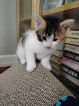 Amber -  Domestic Short Hair Cat for Adoption in Toronto, Ontario - Amber | PetCurious