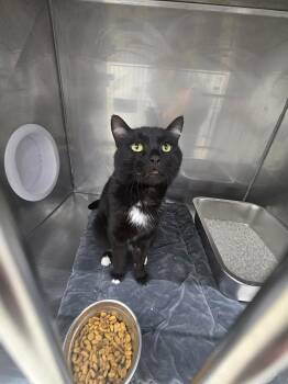 Rook -  Domestic Short Hair Cat for Adoption in Glenfield, New York - Rook | PetCurious