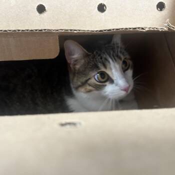Kloee -  Domestic Short Hair Cat for Adoption in Philadelphia, Pennsylvania - Kloee | PetCurious