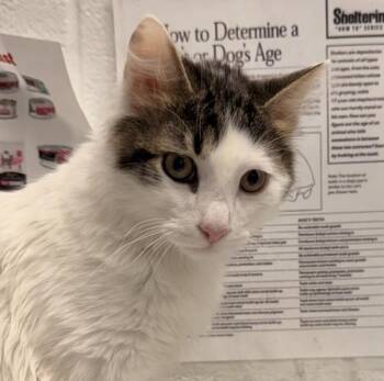 Conquest -  Domestic Medium Hair Cat for Adoption in Golden, Colorado - Conquest | PetCurious