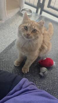 Sunny -  Tabby Cat for Adoption in Carson City, Nevada - Sunny | PetCurious
