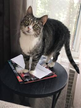 Baby - Courtesy Listing -  Domestic Short Hair Cat for Adoption in Rootstown, Ohio - Baby - Courtesy Listing | PetCurious