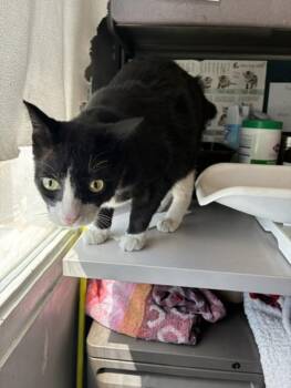 Oreo -  Domestic Short Hair Cat for Adoption in Salt Lake City, Utah - Oreo | PetCurious