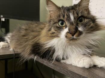 Domestic Long Hair Cats Available for Adoption - Charles And Fiona Bonded Pair  | PetCurious