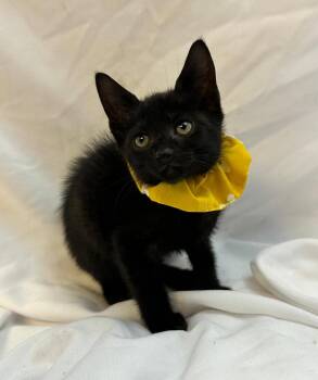 Domestic Short Hair Cats Available for Adoption in Margate, Florida - AKONICA | PetCurious