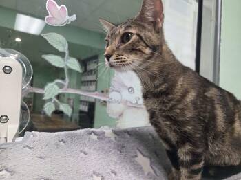 Jasmine -  Domestic Short Hair Cat for Adoption in Oviedo, Florida - Jasmine | PetCurious