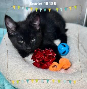 SCARLET -  Domestic Short Hair Cat for Adoption in Marietta, Georgia - SCARLET | PetCurious
