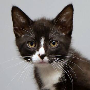 Hugo (AO37644) -  Domestic Medium Hair Cat for Adoption in Kansas City, Kansas - Hugo (AO37644) | PetCurious