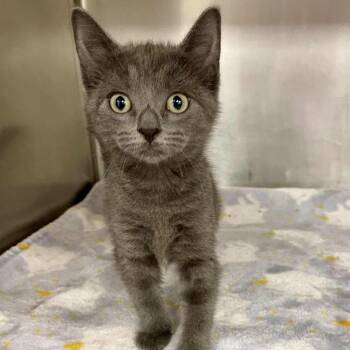 Arizona -  Domestic Short Hair Cat for Adoption in Beaumont, Texas - Arizona | PetCurious