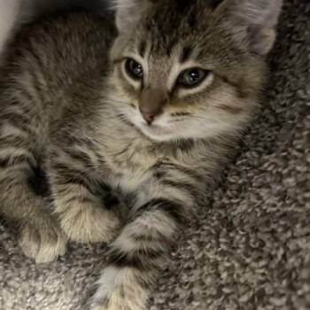 Carolina -  Domestic Short Hair Cat for Adoption in Bryan, Ohio - Carolina | PetCurious