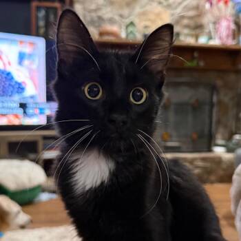 Mr Bojangles -  Domestic Long Hair Cat for Adoption in Tuscaloosa, Alabama - Mr Bojangles | PetCurious
