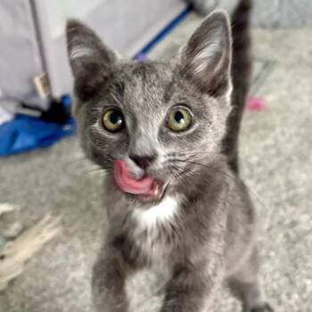 Russian Blue and Domestic Short Hair Cats Available for Adoption - Clover | PetCurious