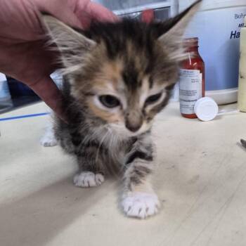 Heart -  Domestic Short Hair Cat for Adoption in Ardmore, Oklahoma - Heart | PetCurious