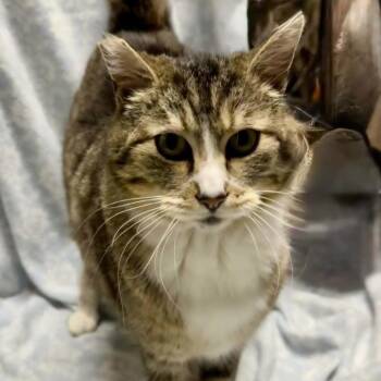 Domestic Short Hair Cats Available for Adoption in Renton, Washington - Milo | PetCurious