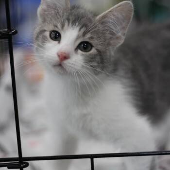 Chanel -  Domestic Short Hair Cat Available for Adoption in Ottumwa, Iowa - Chanel | PetCurious