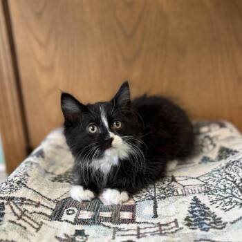 Largo -  Domestic Long Hair Cat for Adoption in Fargo, North Dakota - Largo | PetCurious