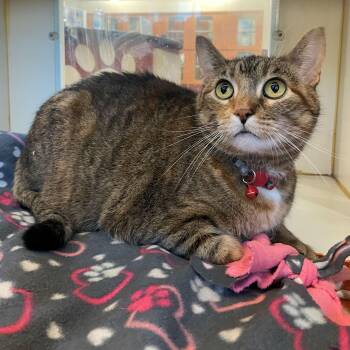 Domestic Short Hair Cats Available for Adoption - Alice | PetCurious