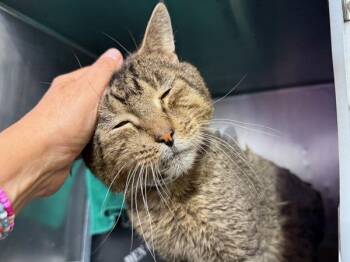 Megastar -  Domestic Short Hair Cat for Adoption in New York, New York - Megastar | PetCurious