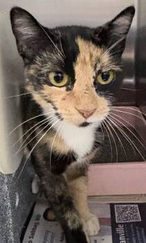 Brandy -  Domestic Short Hair Cat for Adoption in Henderson, North Carolina - Brandy | PetCurious