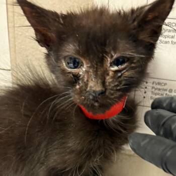 Shadow -  Domestic Short Hair Cat for Adoption in Yuma, Arizona - Shadow | PetCurious