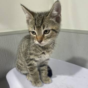 Domestic Short Hair Cats Available for Adoption - Tyrion | PetCurious