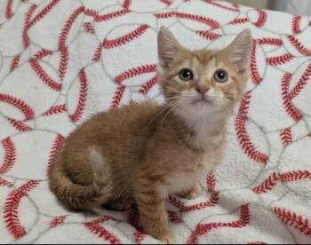Pip -  Domestic Short Hair Cat for Adoption in Austintown, Ohio - Pip | PetCurious