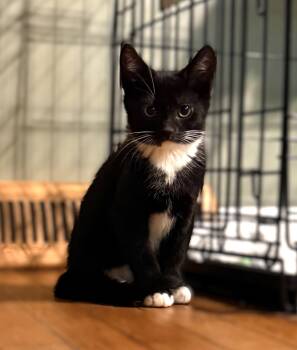 Baire - 3 Months ( Avail 7/15) -  Domestic Short Hair Cat for Adoption in Sterling, Massachusetts - Baire - 3 Months ( Avail 7/15) | PetCurious