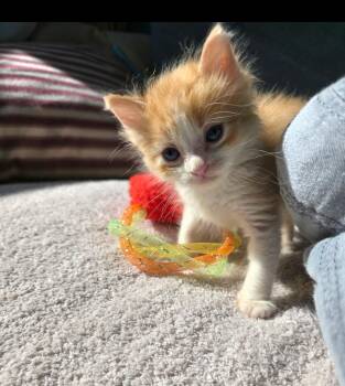 Domestic Medium Hair Cats Available for Adoption in Long Beach, California - Freddie | PetCurious