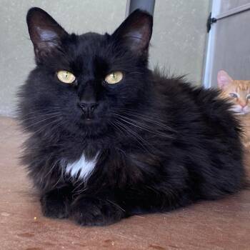 Rescue Domestic Long Hair Cats for Adoption in Tucson, Arizona - Delara | PetCurious