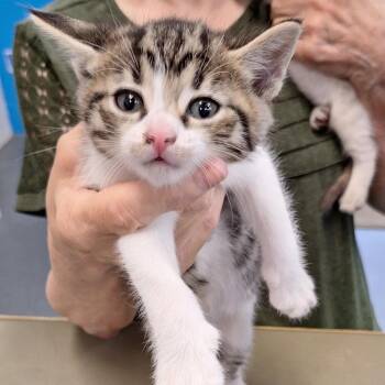 Domestic Short Hair Cats Available for Adoption in Montgomery, Alabama - Aesop | PetCurious