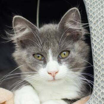 Sachuest -  Domestic Medium Hair Cat for Adoption in Middletown, Rhode Island - Sachuest | PetCurious