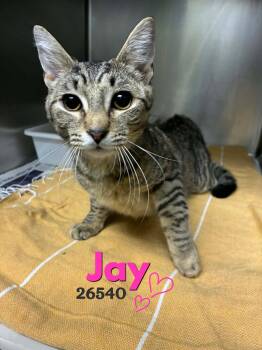 Domestic Short Hair Cats Available for Adoption in Oak Ridge, Tennessee - Jay | PetCurious