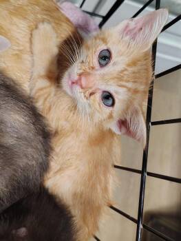 Butterscotch -  Domestic Short Hair Cat for Adoption in North Richland Hills, Texas - Butterscotch | PetCurious