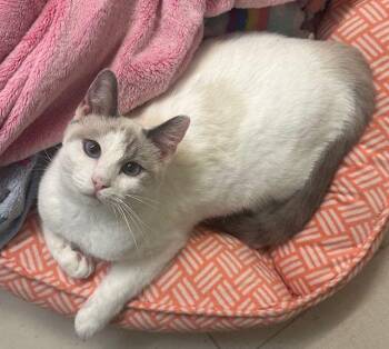 Rescue Siamese Cats for Adoption in Tustin, California - Astrid | PetCurious